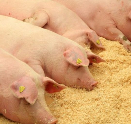 Kiaulių laikytojams už biologinio saugumo priemonių reikalavimų įgyvendinimą – valstybės parama