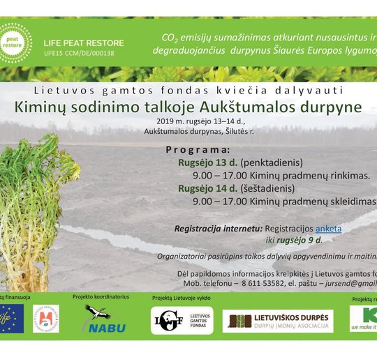 Lietuvos gamtos fondas kviečia savanorius  registruotis į kiminų sodinimo talką  Aukštumalos...