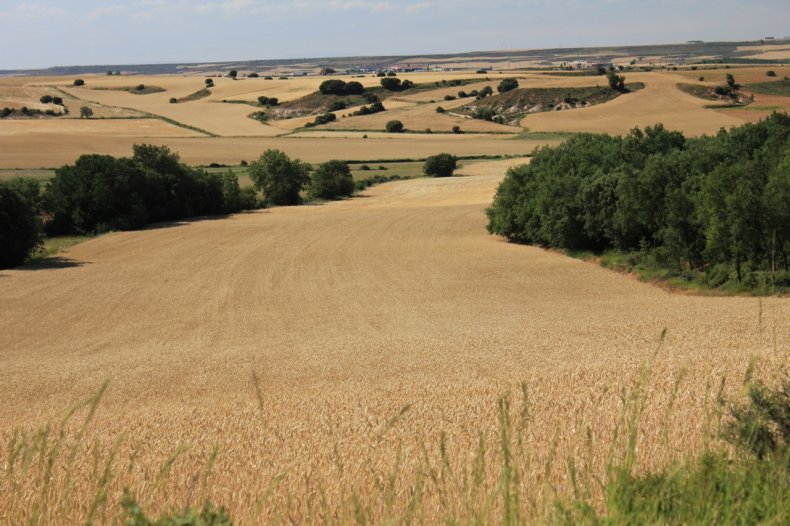 Kvietimas teikti prašymus leisti laikinai naudotis pasirinktais laisvos valstybinės žemės fondo...