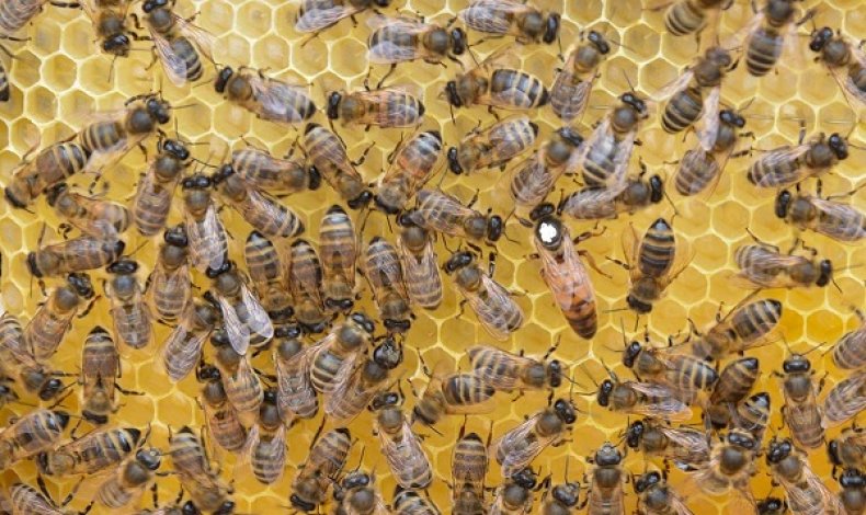 Priimamos paraiškos paramai už papildomą bičių maitinimą
