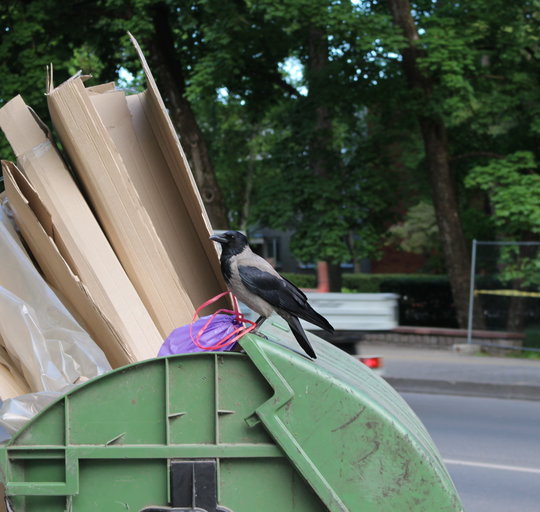  Šilutėje bus vykdomi varninių paukščių lizdų ardymo darbai