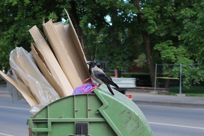 Šilutėje bus vykdomi varninių paukščių lizdų ardymo darbai