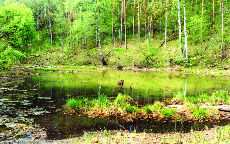 Parengti natūralių pievų ir ganyklų, pelkių ir šaltinynų žemėlapiai
