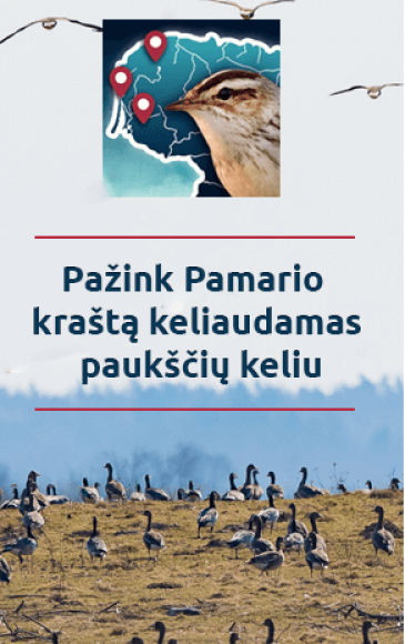 Audio gidai projektui „Pažink pamario kraštą keliaudamas paukščių keliu“