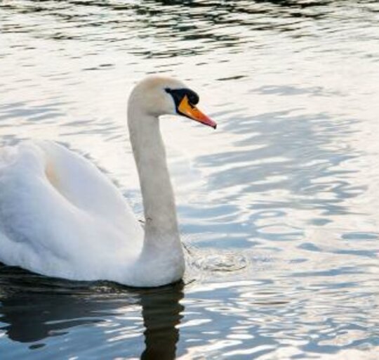 Būkime atsakingi – neleiskime paukščių gripui plisti!