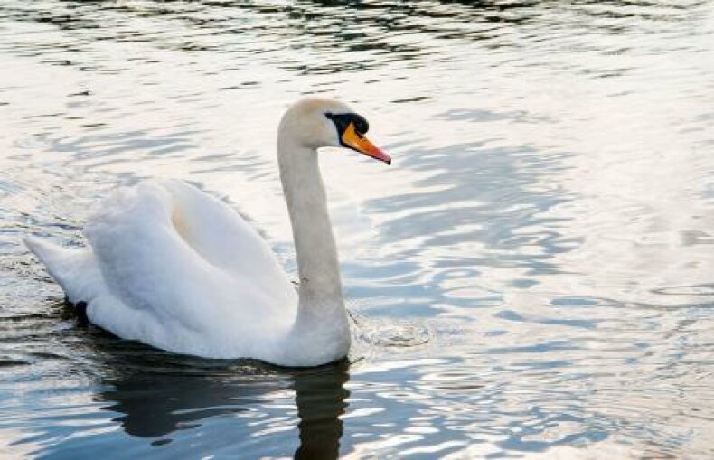 Būkime atsakingi – neleiskime paukščių gripui plisti!