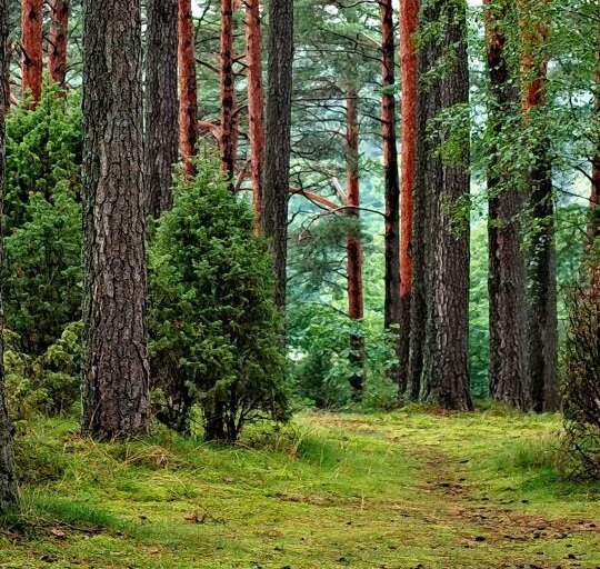 Informacinis pranešimas apie rengiamą vidinės miškotvarkos projektą