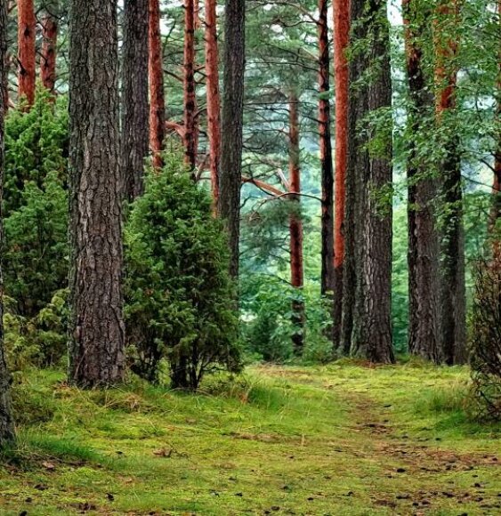 Informacinis pranešimas apie rengiamą vidinės miškotvarkos projektą