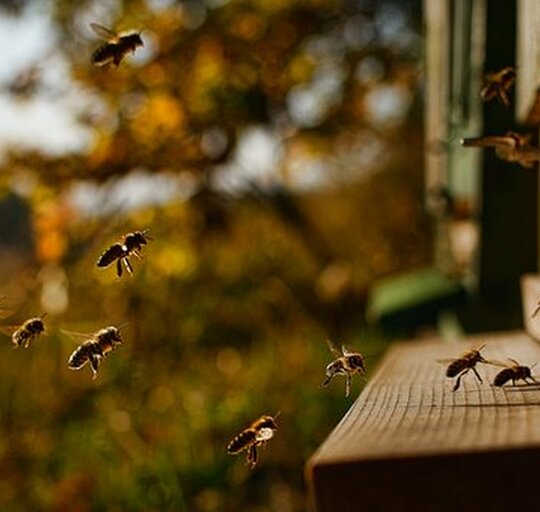 Paramos teikimas bičių laikytojams už papildomą bičių maitinimą